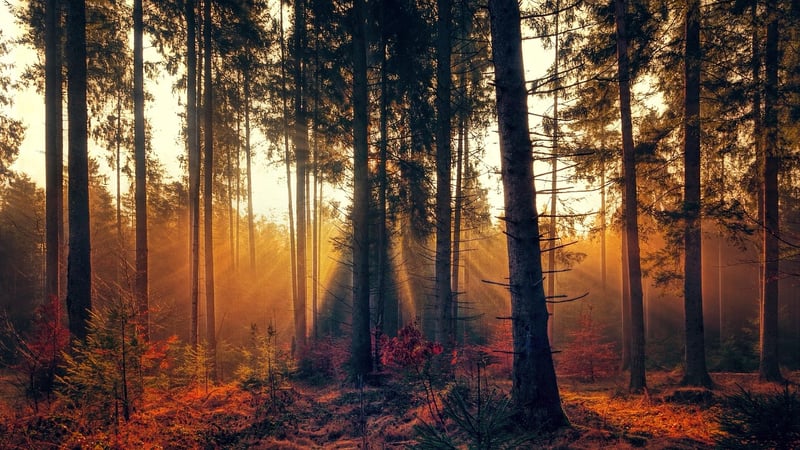Enchanted Forest Retreat