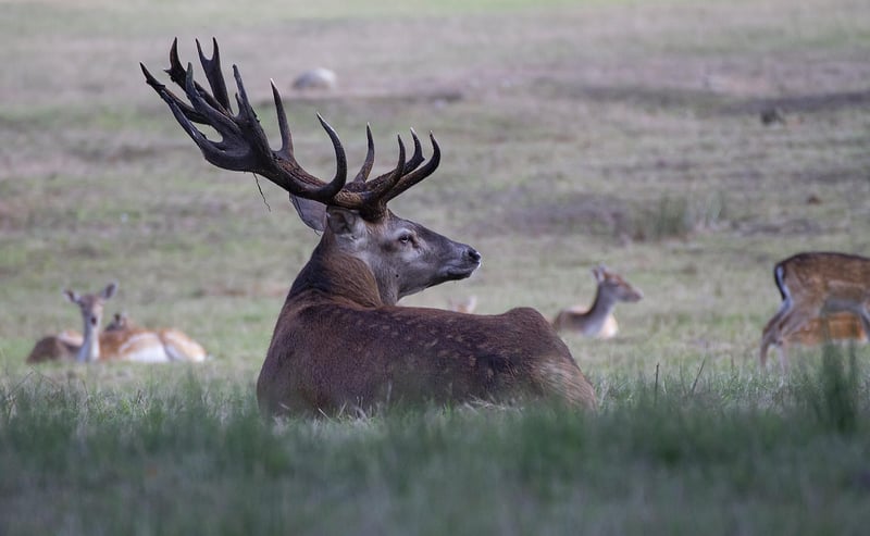 Forest Animals