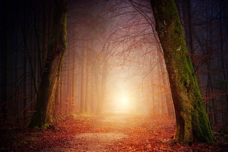 Woodland Path